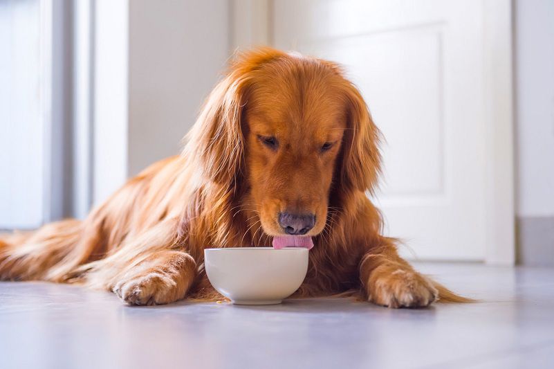 Chó Golden ăn gì? Thức ăn cho chó Golden con 1 tháng - 2 tháng tuổi