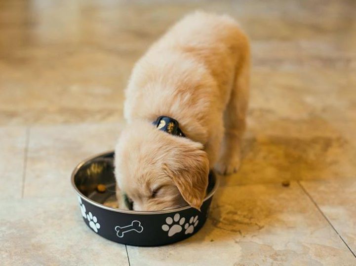 Chó Golden ăn gì? Thức ăn cho chó Golden con 1 tháng - 2 tháng tuổi