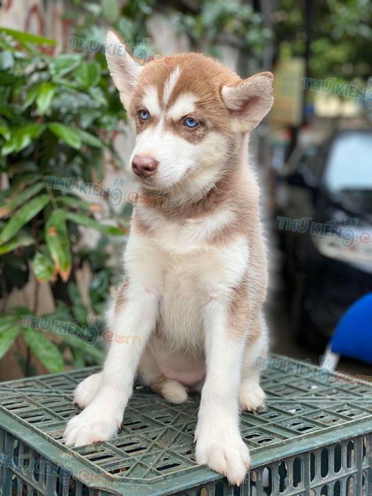 Mua bán chó Husky nâu đỏ, đen trắng mắt xanh con 2 tháng tuổi 2020