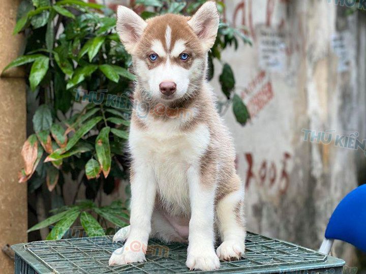 Mua bán chó Husky nâu đỏ, đen trắng mắt xanh con 2 tháng tuổi 2020
