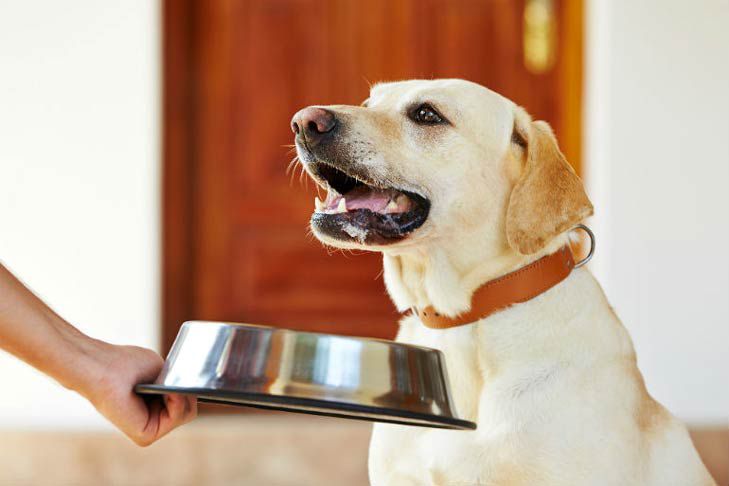 Chó Labrador Ăn Gì? Thức Ăn Cho Chó Lab Con từ 1 - 2 Tháng Tuổi
