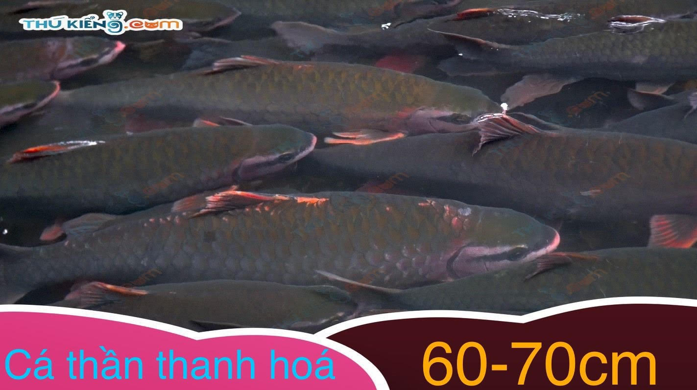 cá Thần Thanh Hóa 12 năm tuổi (60-70cm)