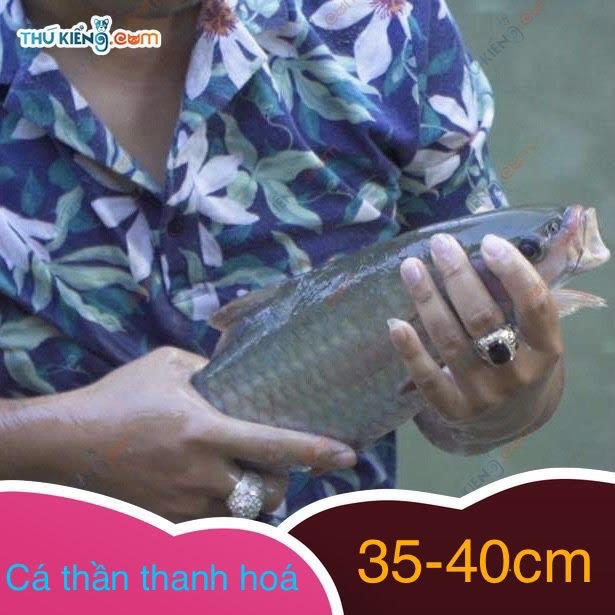 cá thần Thanh Hóa 5 năm tuổi (35-40cm)