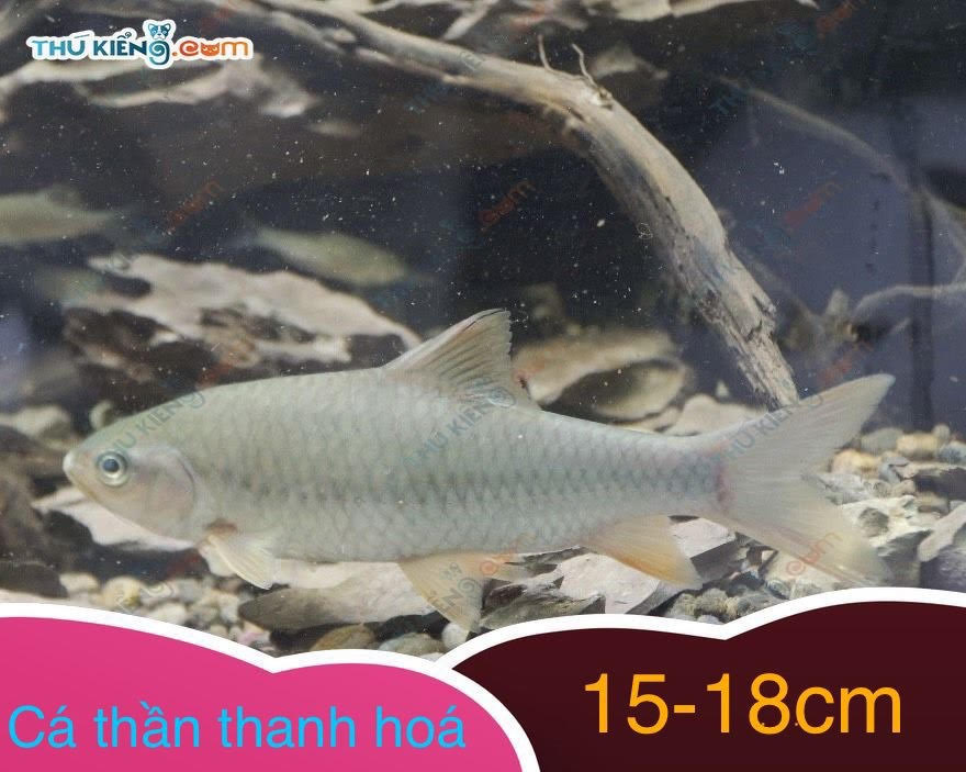 Giá cá Thần Thanh Hóa giống 15-18 cm