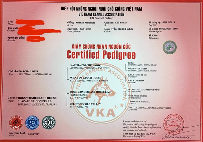 Ở VN hiện tại chỉ có tổ chức VKA được FCI quốc tế công nhận việc cấp giấy cho chó con thuần chủng tại VN