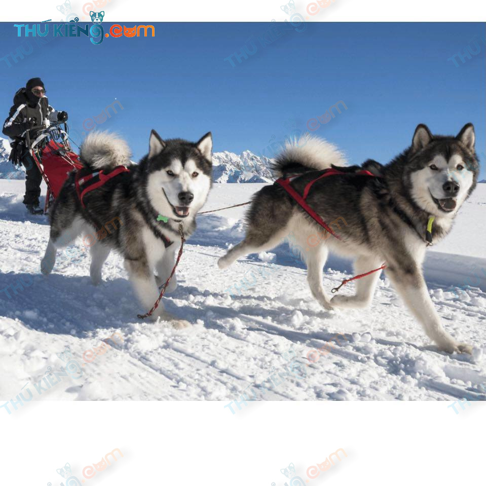 chó kéo xe tuyết Alaskan malamute