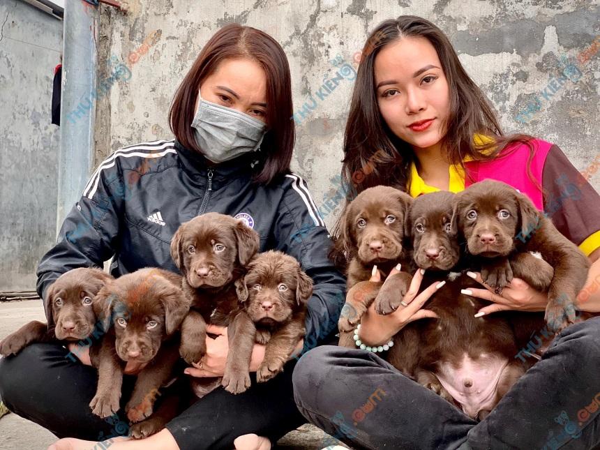 Bầy chó labrador Retriever chocolate  hợp tác dự án xã hội hóa thú cưng – chị Thắm- Hà Nội