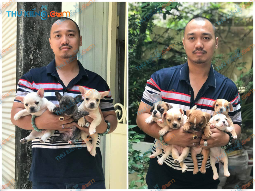 bầy Bun Pháp – French Bulldogs hợp tác cùng dự án – A.Dương- HN