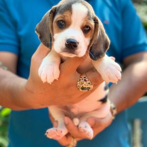 Bán Đàn Beagle giá hợp lí