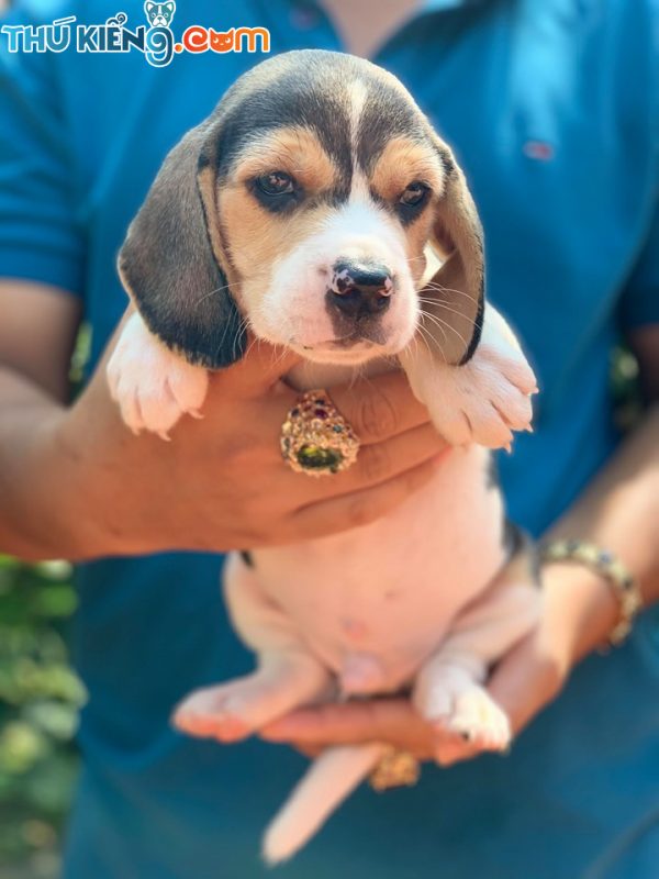 Đàn Beagle