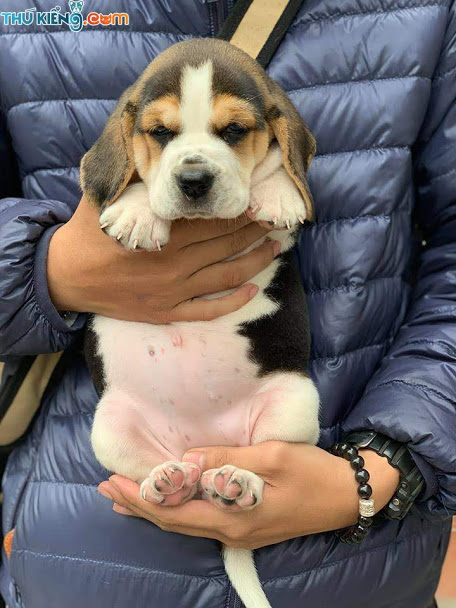 Bán chó Beagle