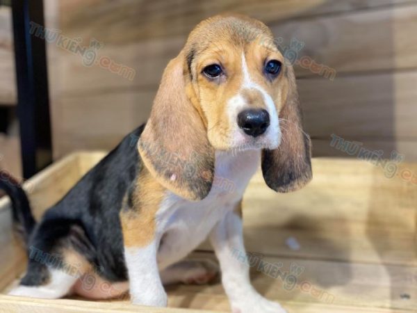 Chó Beagle tháng 7-7