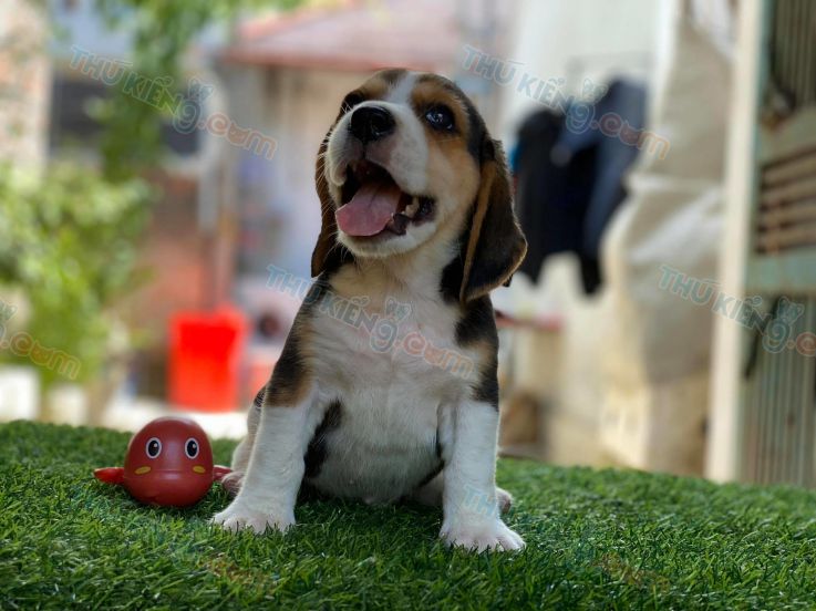Beagle đáng yêu