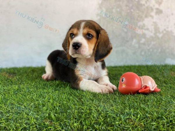 Beagle dễ thương
