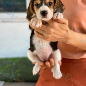 Chó Beagle tháng 6-4