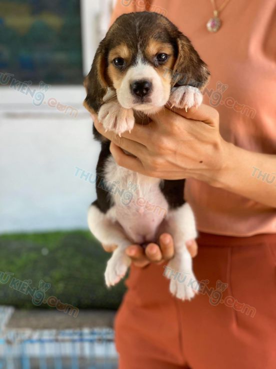 Chó Beagle tháng 6-4