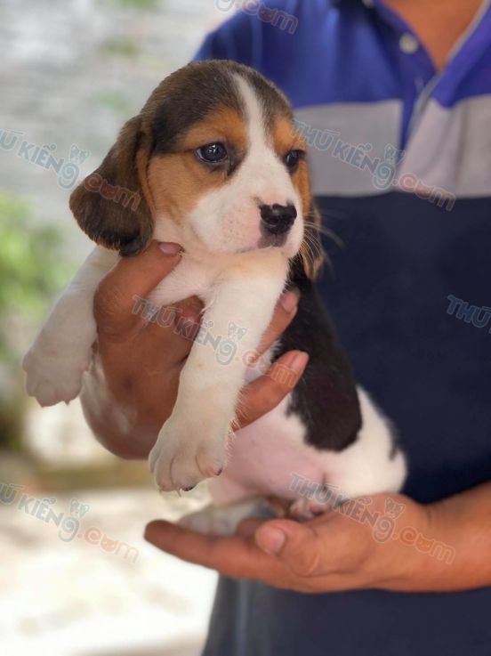 Chó Beagle tháng 6-5