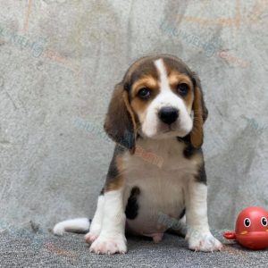 Beagle dễ nuôi