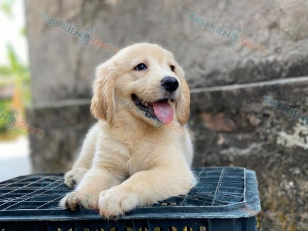 Chó Golden siêu đẹp