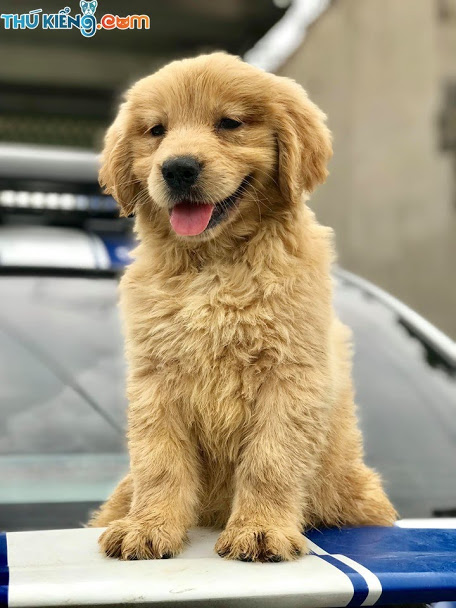 Chó Golden siêu xinh