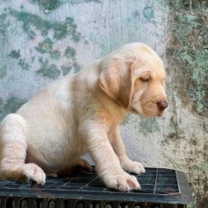 Chó Labrador thân thiện