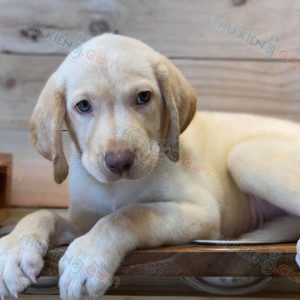 Chó Labrador