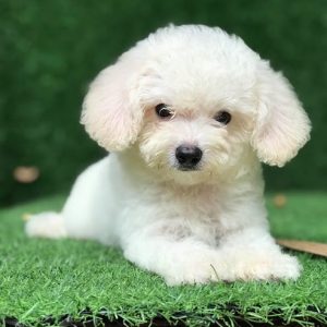 Chó Poodle trắng tháng 8-1