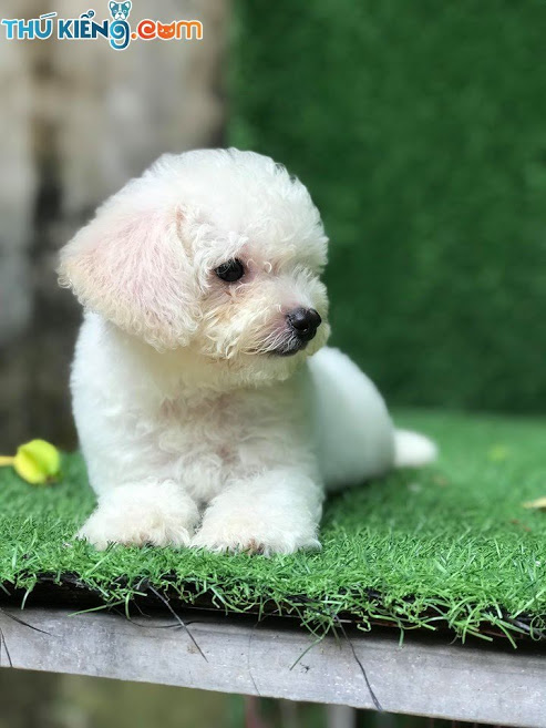 Chó Poodle trắng tháng 8-3