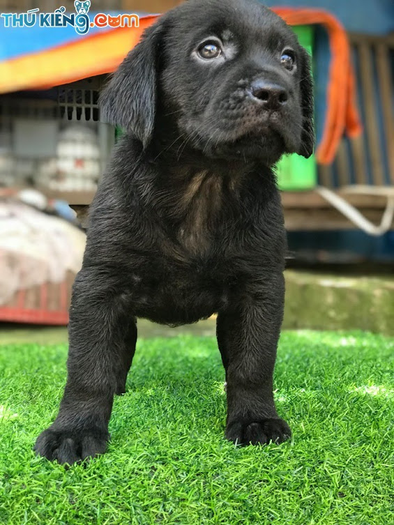 Mua chó cảnh Labrador đen