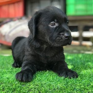 Giống chó cảnh Labrador đen