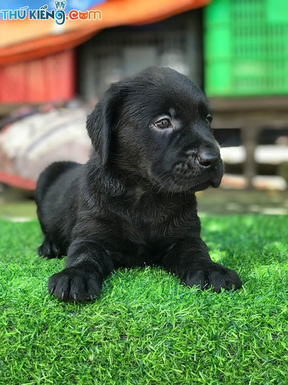 Giống chó cảnh Labrador đen