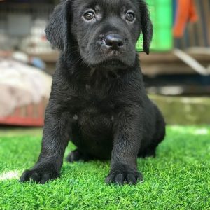 Labrador đen