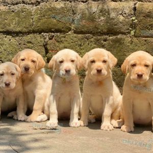 Gia đình Labrador ngọt ngào
