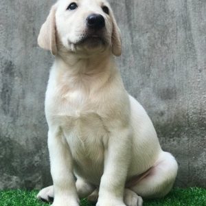 Mua chó Labrador bạch kim