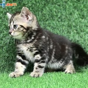 Mèo Scottish Black Tabby siêu đẹp