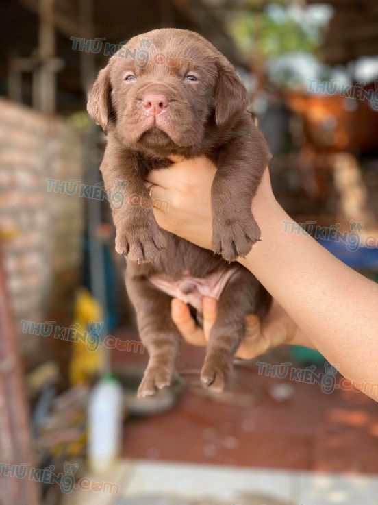 Mua chó Labrador Chocolate