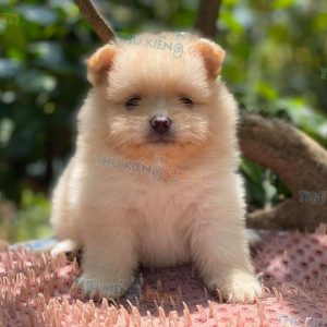 Bán chó phốc Pomeranian