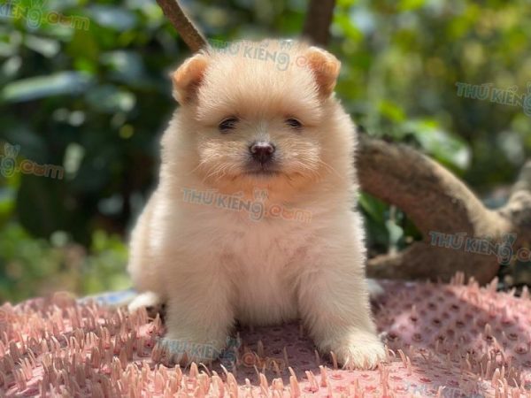 Bán chó phốc Pomeranian