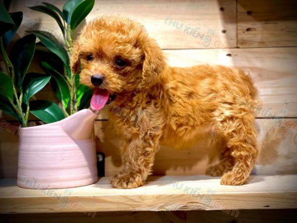 Poodle Tiny chú chó siêu đẹp