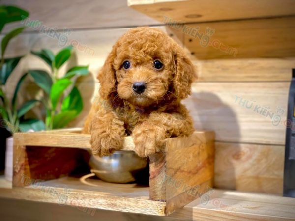 Chó Poodle Tiny siêu đẹp