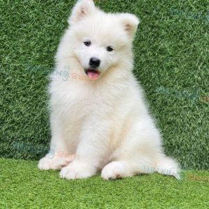 Chó Samoyed trắng