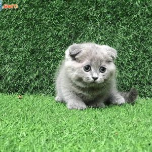 Mèo Scottish xinh xnih
