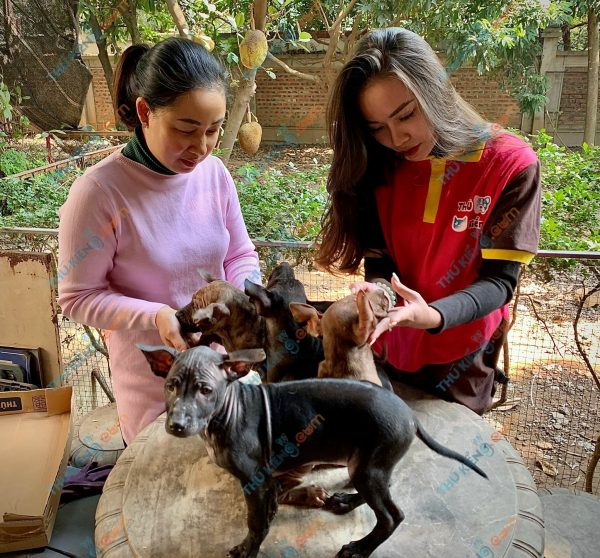 Giống chó Phú Quốc 60 ngày tuổi khoẻ