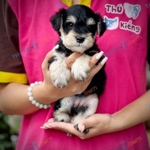 Giống chó Miniature Schnauzer 40 ngày tuổi khoẻ mạnh
