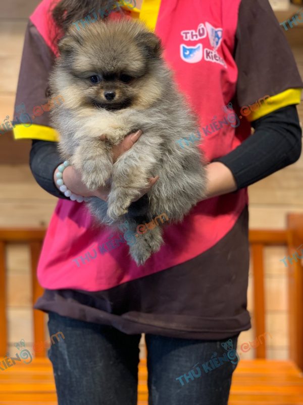chó Pomeranian ( Phốc Sóc )