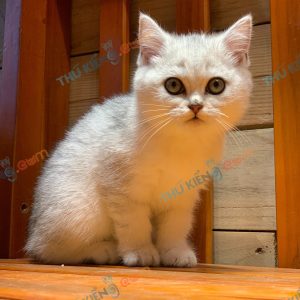Bán Mèo British Shorthair lông ngắn