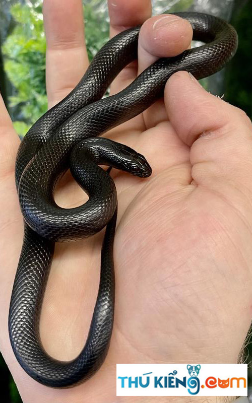 Mexican Black King Snake đen huyền bí