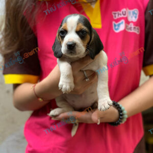 : Beagle 60 ngày tuổi dễ thương