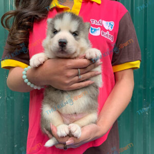 Chó Siberian Husky 60 ngày tuổi dễ nuôi