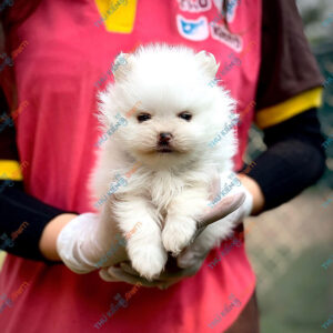 Giống chó Pomeranian 60 ngày tuổi dễ nuôi